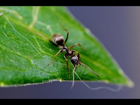 Hausmittel gegen Ameisen - Tipps vom Balkon Gärtner Christian